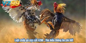 Luật chấp gà cựa sắt VZ88 – Tìm hiểu thông tin chi tiết